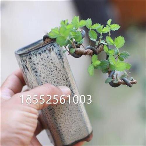 新品盆景童子功榔榆微悬崖临水式造型小老桩小叶榆树掌上小品盆栽