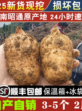 新鲜天麻1000g2斤昭通小草坝乌天麻云南仿野生500g1斤非干货特级