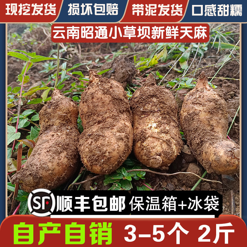 新鲜天麻1000g2斤昭通小草坝乌天麻云南仿野生500g1斤非干货特级