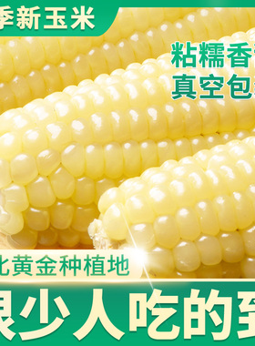 [2025年新玉米]东北黏玉米白糯玉米现摘新鲜甜玉米粒粘甜苞米10棒
