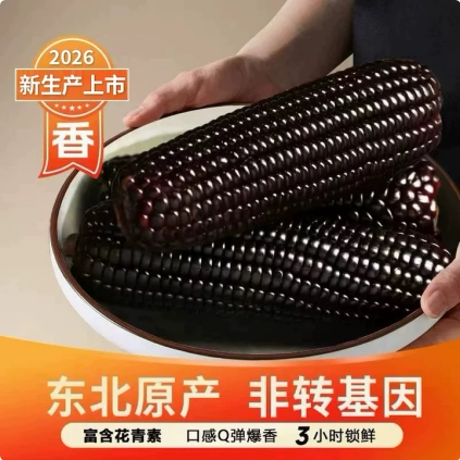 东北黑糯玉米花青素营养健康代餐