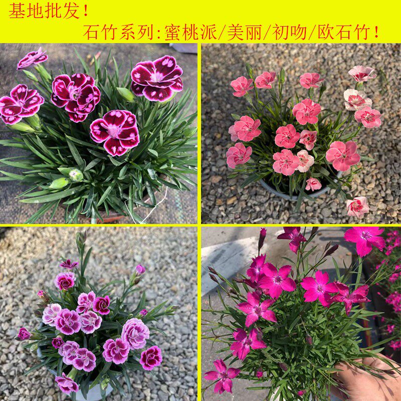 石竹初恋初吻欧石竹姬小菊多年生草本花卉庭院花园花园植盆栽花卉
