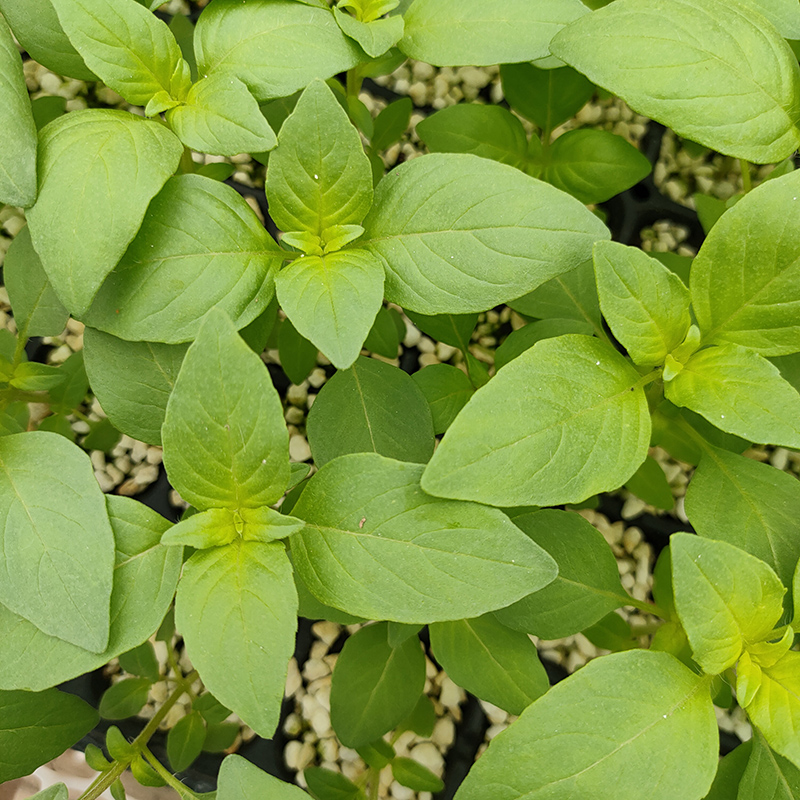 荆芥菜种籽河南大叶荆棘种子菜籽春天四季盆栽荆菜荆芥蔬菜苗孑籽