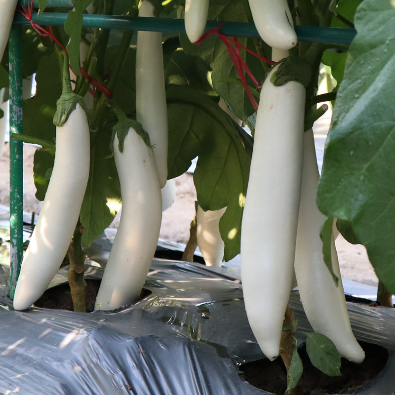 白茄长茄子种籽种子孑秧苗四季白皮高产蔬菜春季春播菜苗子