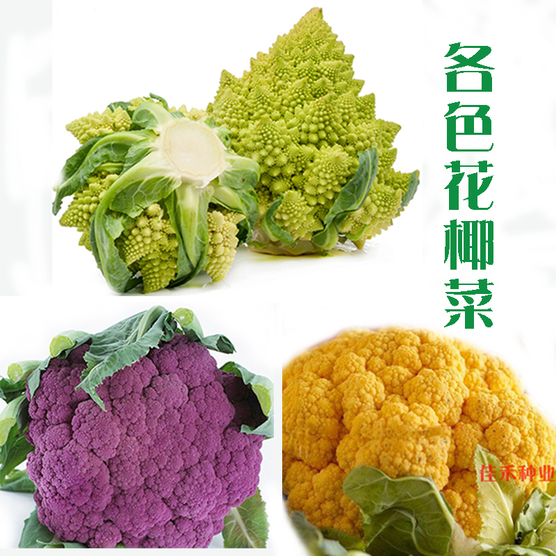 花椰菜种籽种子孑苗宝塔菜春季紫色花菜菜花西兰花西蓝花秧