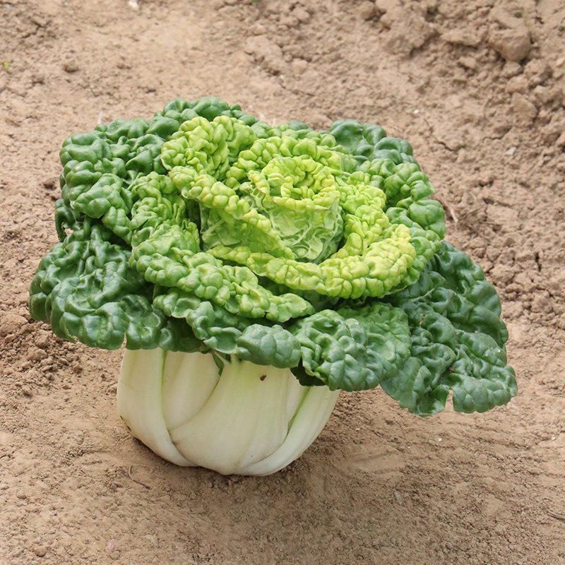 黄心乌菜种种籽子乌塌菜黄金塔菜四季白菜春季青菜蔬菜孑黑菜春种