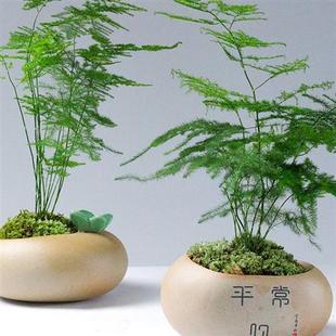 室内盆栽植物不需要阳光喜耐阴的绿植发财树桌面小摆件微景观装饰