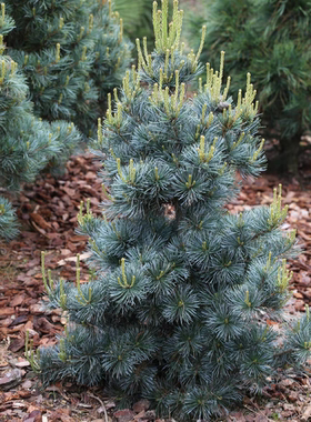 日本白松（五针松）-蓝色天使