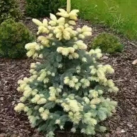 蓝云杉 比亚罗Picea pungens 'Bialobok' c5