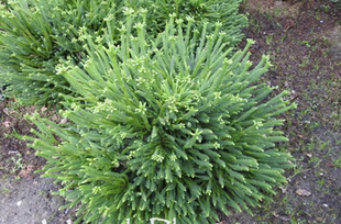 针叶树 日本柳杉 丁格 进口新品种庭院花常绿树盆景素材一物一拍