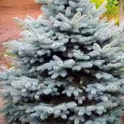 蓝云杉 伊迪丝 picea pungens edith c7.5-c15