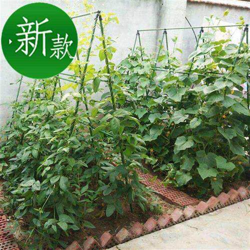 种植架落地式简易88瓜果蔬菜架家用丝瓜花园架蕃茄种菜豆角杆架黄