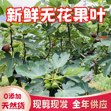 无花果树叶子枝茎鲜叶非干叶新鲜无花果叶全年现货现摘1斤天然纯