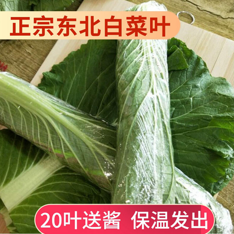 正宗东北饭包叶白菜叶20片新鲜蔬菜叶散装大白菜叶子即食送酱包邮
