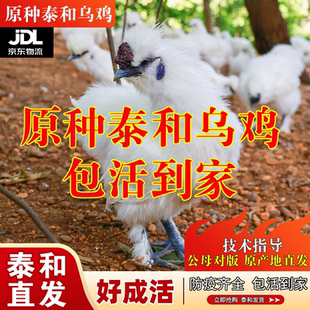 江西泰和原种乌鸡青年鸡农家土乌鸡五谷散养老母鸡发活鸡整只正宗