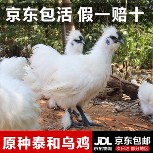 江西泰和原种乌鸡青年鸡农家土乌鸡五谷散养老母鸡发活鸡整只正宗