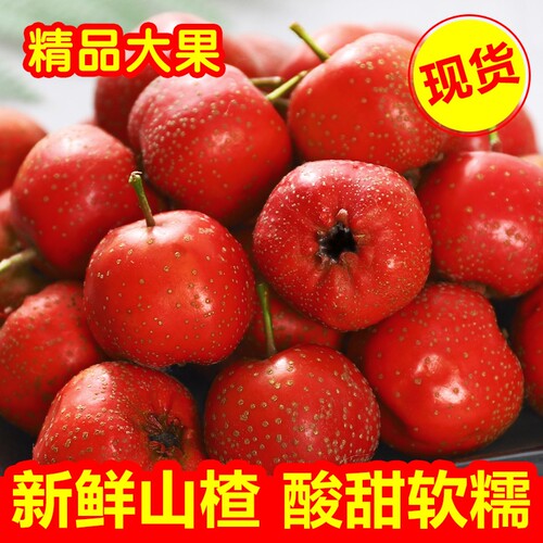 新鲜大五棱大金星山楂水果自摘