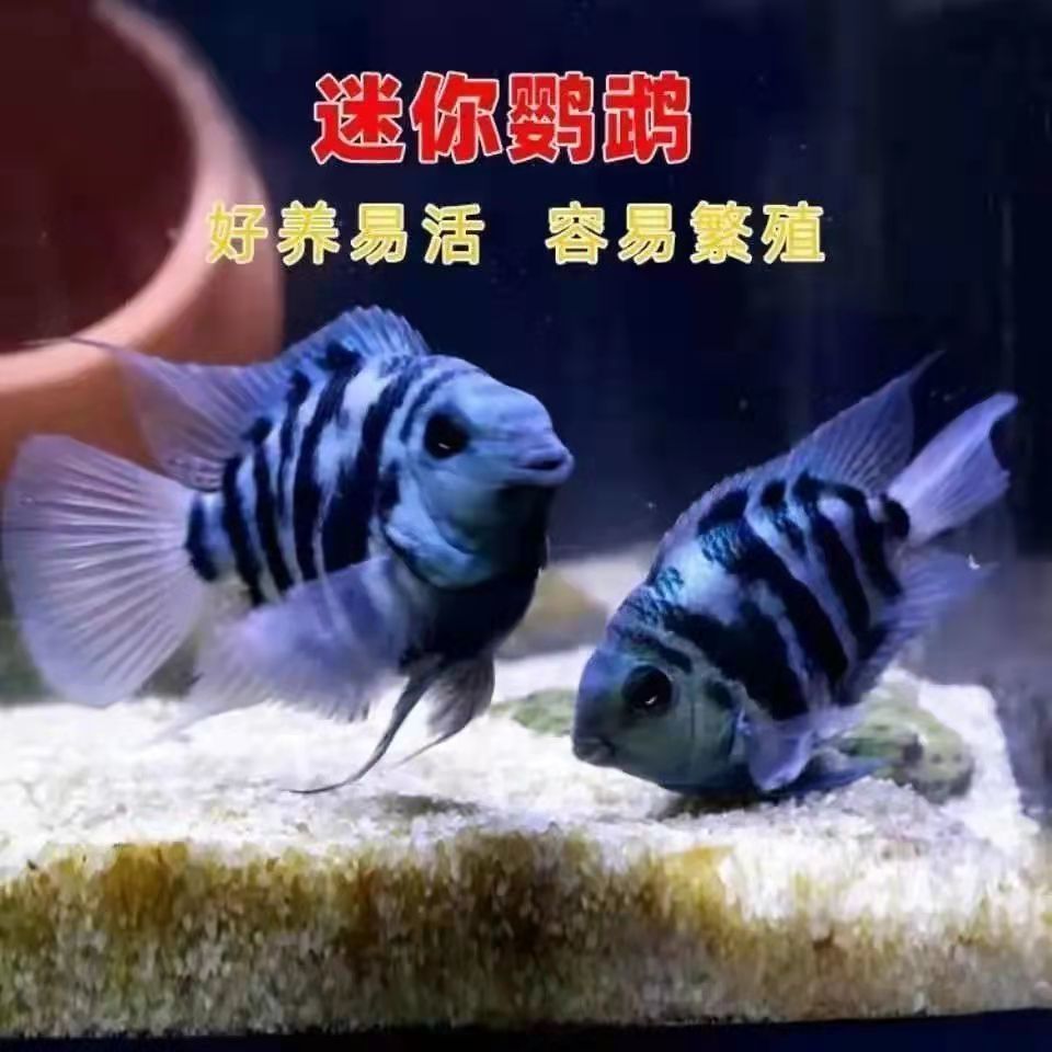 繁殖短雕迷你鹦鹉皮实好养小型淡水观赏鱼宝蓝白金鹦鹉鱼活体