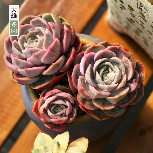 石莲花价格 石莲花图片 星期三