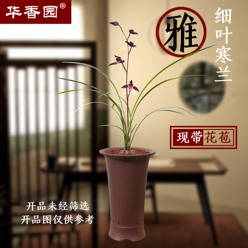 华香园细叶寒兰浓香耐阴室内盆栽