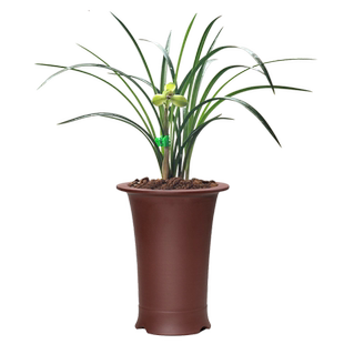 华香园兰花 宋梅 带花苞春兰苗老八种铭品梅瓣清幽浓香养国兰入门