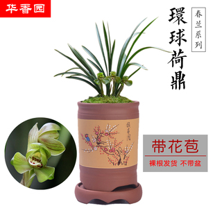 华香园兰花苗 带花苞春兰矮种荷瓣浓香办公室内盆栽盆景 环球荷鼎