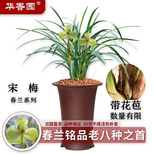 兰花八种之一宋梅浓香型