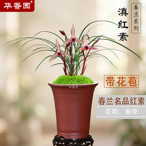 华香园滇红素春兰名品浓香带花苞