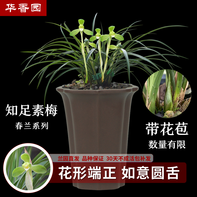 华香园兰花苗 知足素梅 春兰幽香型  办公室盆栽鲜花多肉耐阴绿植