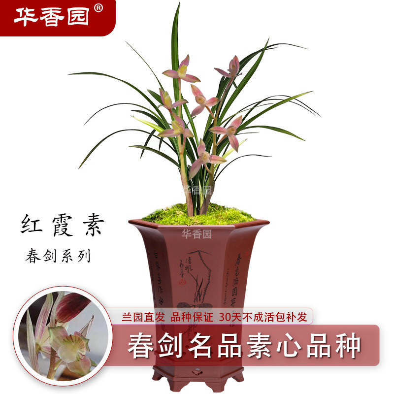 华香园 兰花苗【红霞素】春剑 名品好养易活办公室内花卉绿植盆栽 - 实物图