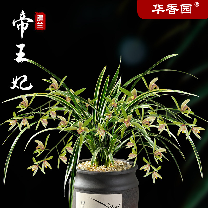 华香园 兰花 金边鹤艺 帝王妃 四季建兰矮种 室内外绿植花卉盆栽
