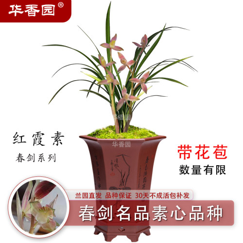 华香园 兰花苗【红霞素】春剑 名品好养易活办公室内花卉绿植盆栽
