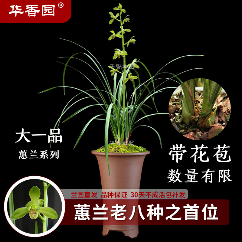大一品蕙兰办公室兰花绿植图片