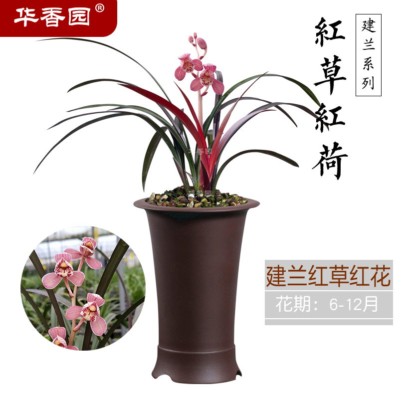 华香园兰花  红草红荷 建兰 幽香型办公室盆栽鲜花多肉耐阴绿植