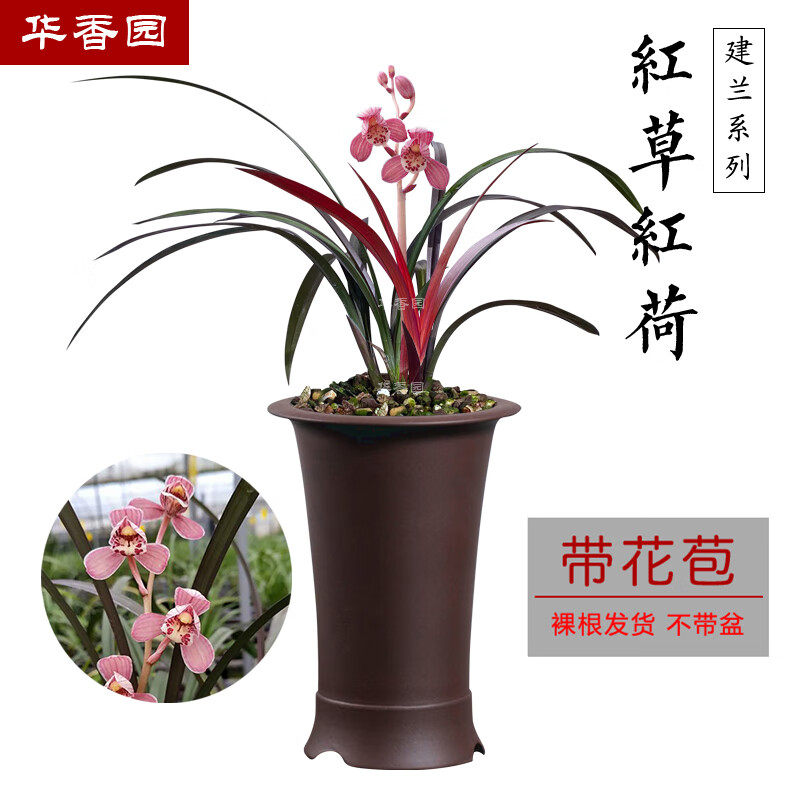 华香园兰花  红草红荷 建兰 幽香型办公室盆栽鲜花多肉耐阴绿植