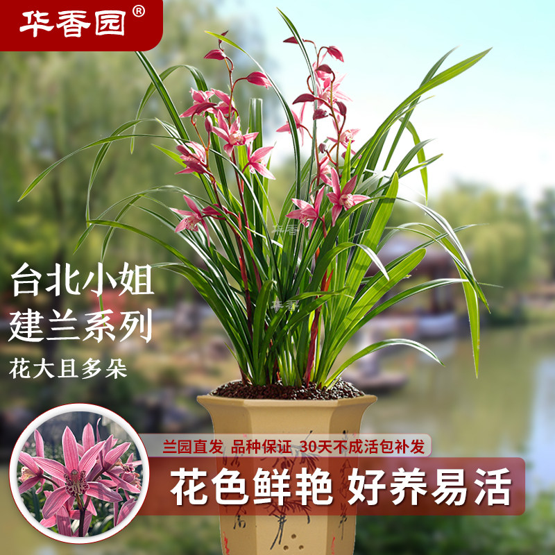 华香园兰花 四季建兰 台北小姐 红粉佳人 办公室内客厅鲜花卉绿植
