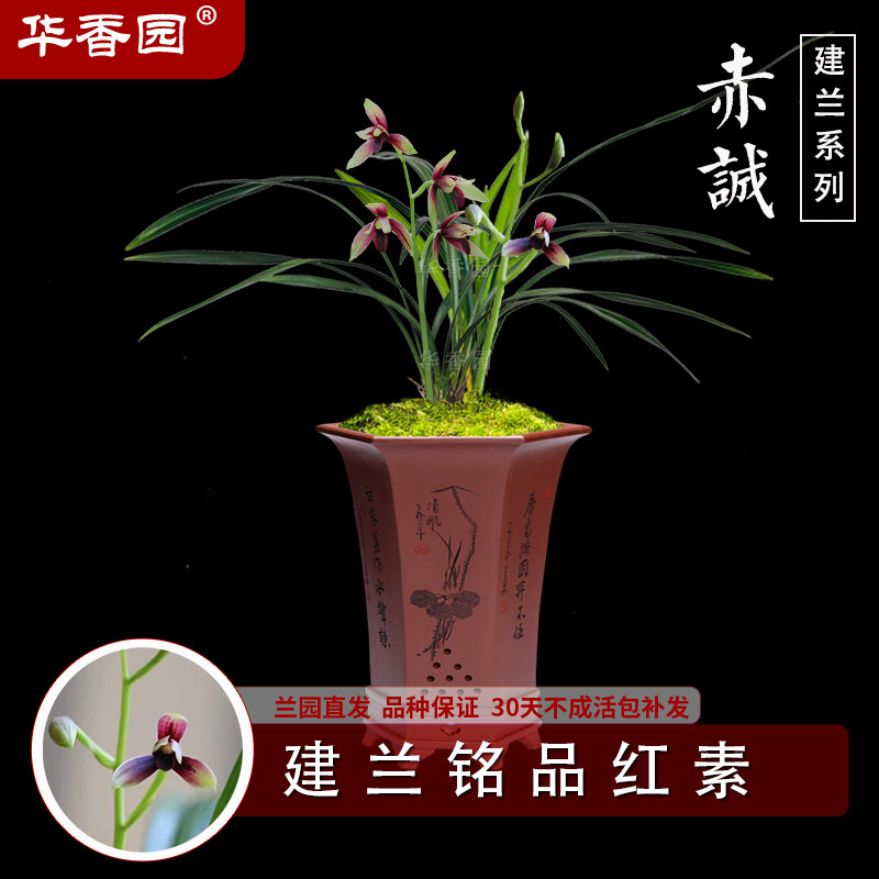 华香园兰花 赤诚  建兰色花 幽香型 办公室内盆栽鲜花耐阴绿植