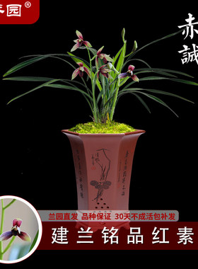 华香园兰花 赤诚  建兰色花 幽香型 办公室内盆栽鲜花耐阴绿植