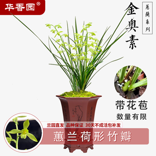 兰花苗浓香型 蕙兰铭品 办公室内花卉绿植盆栽 金奥素 华香园兰花
