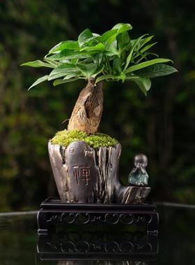 发财树盆栽中式绿植盆景室内办公室书房植物摆件四季常青禅意装饰