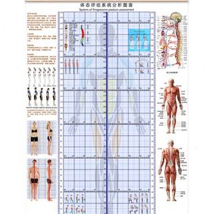 挂式 体态评估表瑜伽健身私教体位姿势体测表身体评估背景墙贴图