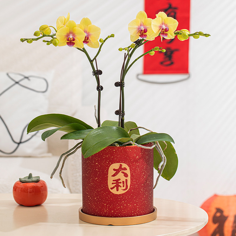 蝴蝶兰花盆陶瓷小花盆喜庆新年红色花盆轻奢高级感家用盆栽盆子