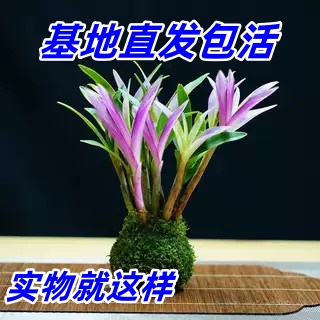 水培七彩香水石斛兰冬带花苞水培开花浓香室内桌面绿植盆栽花卉