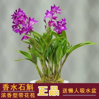 【浓香型】香水石斛兰盆栽绿植花卉室内澳洲石斛兰懒人客厅好养活