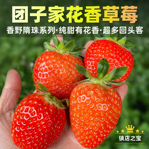 草莓季结束·团子家的果园花香草莓香野隋珠原种纯甜系列山东临沂