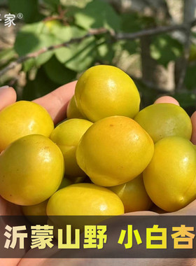 预计7月1日截单·山珍野味·团子家的果园沂蒙山野小白杏蜜甜顺丰