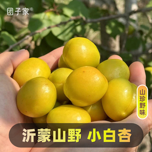 预计7月1日截单·山珍野味·团子家的果园沂蒙山野小白杏蜜甜顺丰