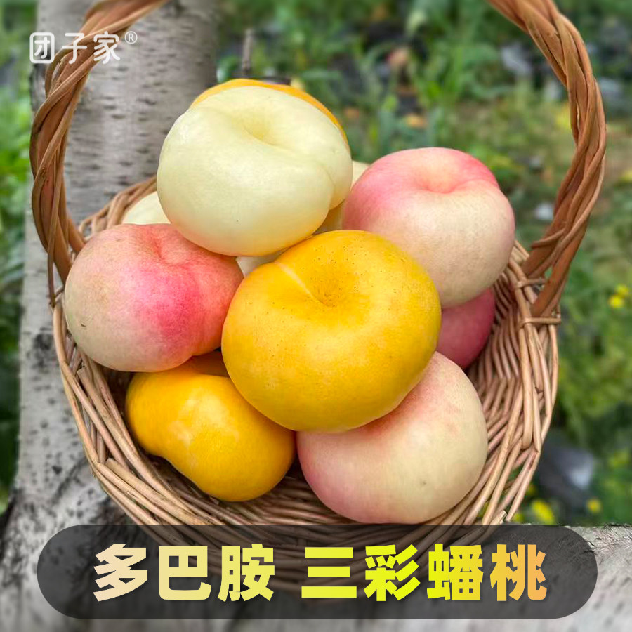 多巴胺蟠桃·彩色三拼装