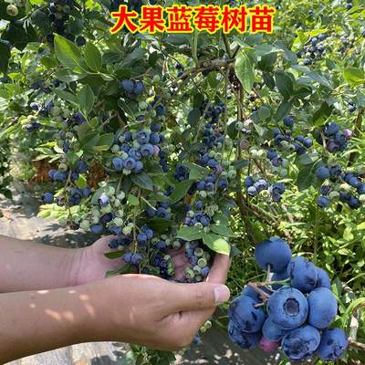 大果蓝莓树苗带原土发货