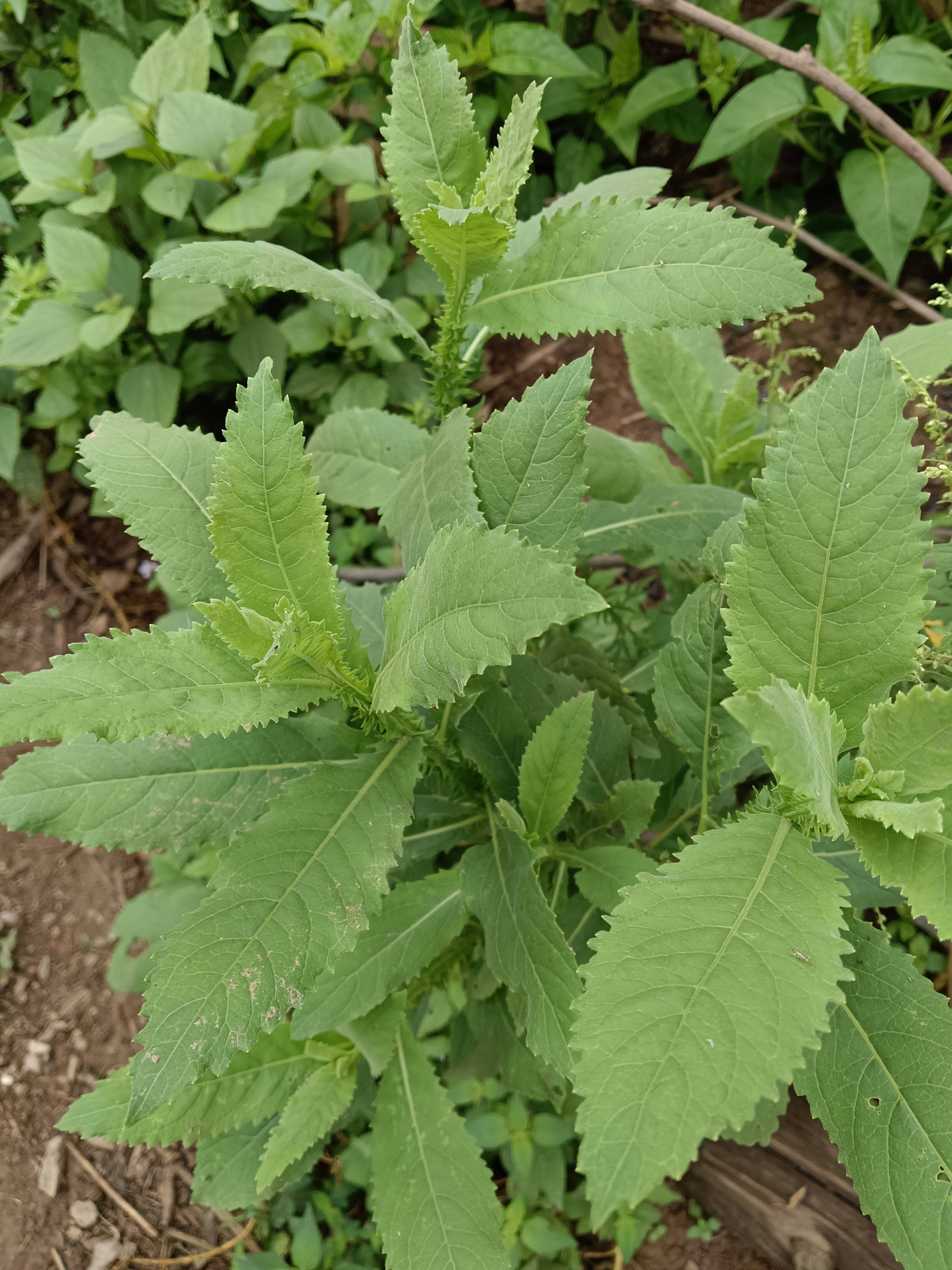 臭灵丹草苗臭灵丹苗六棱菊苗苗